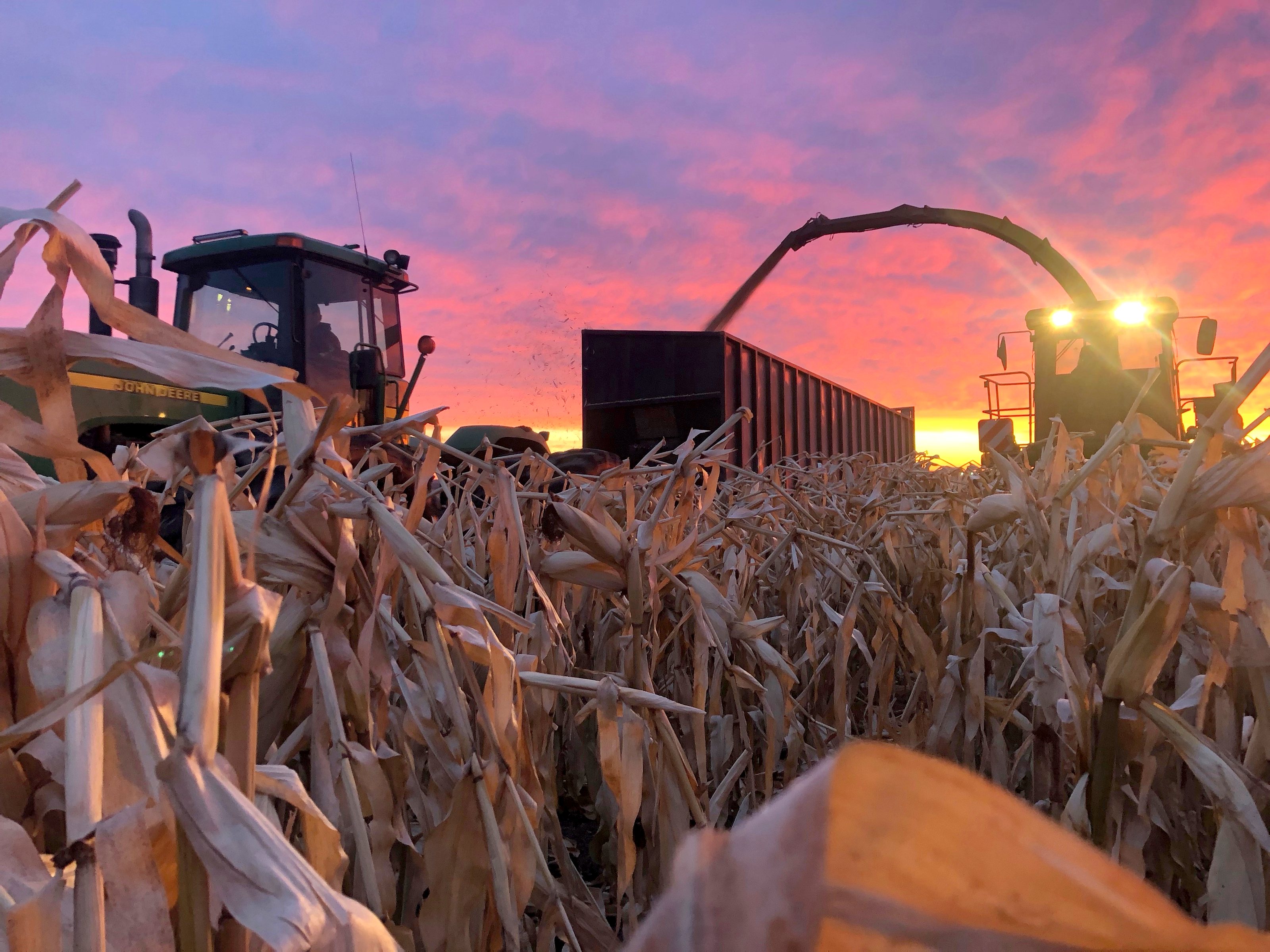 A forage harvester filling a truck at sunset in standing corn