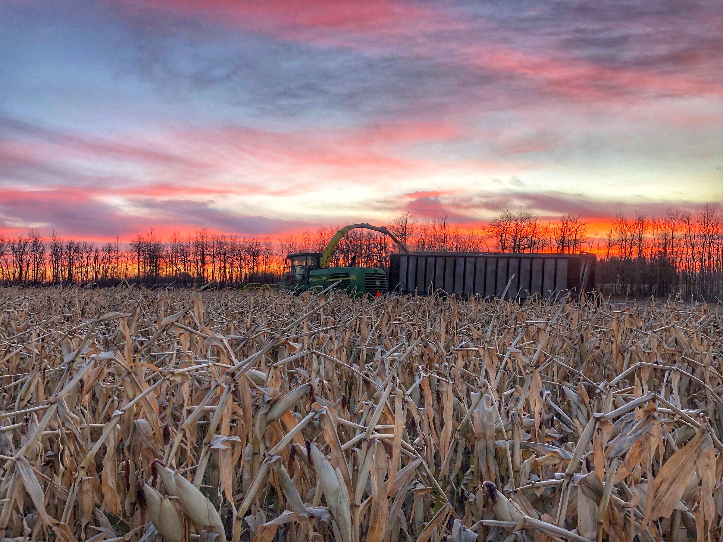 A John Deere 7200 forage harvester in corn at sunset