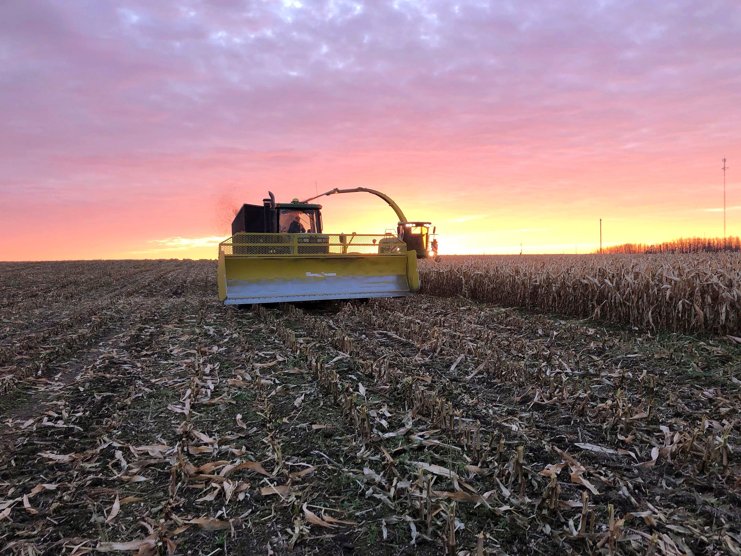 A forage harvester and its wagon cutting corn silage at dusk