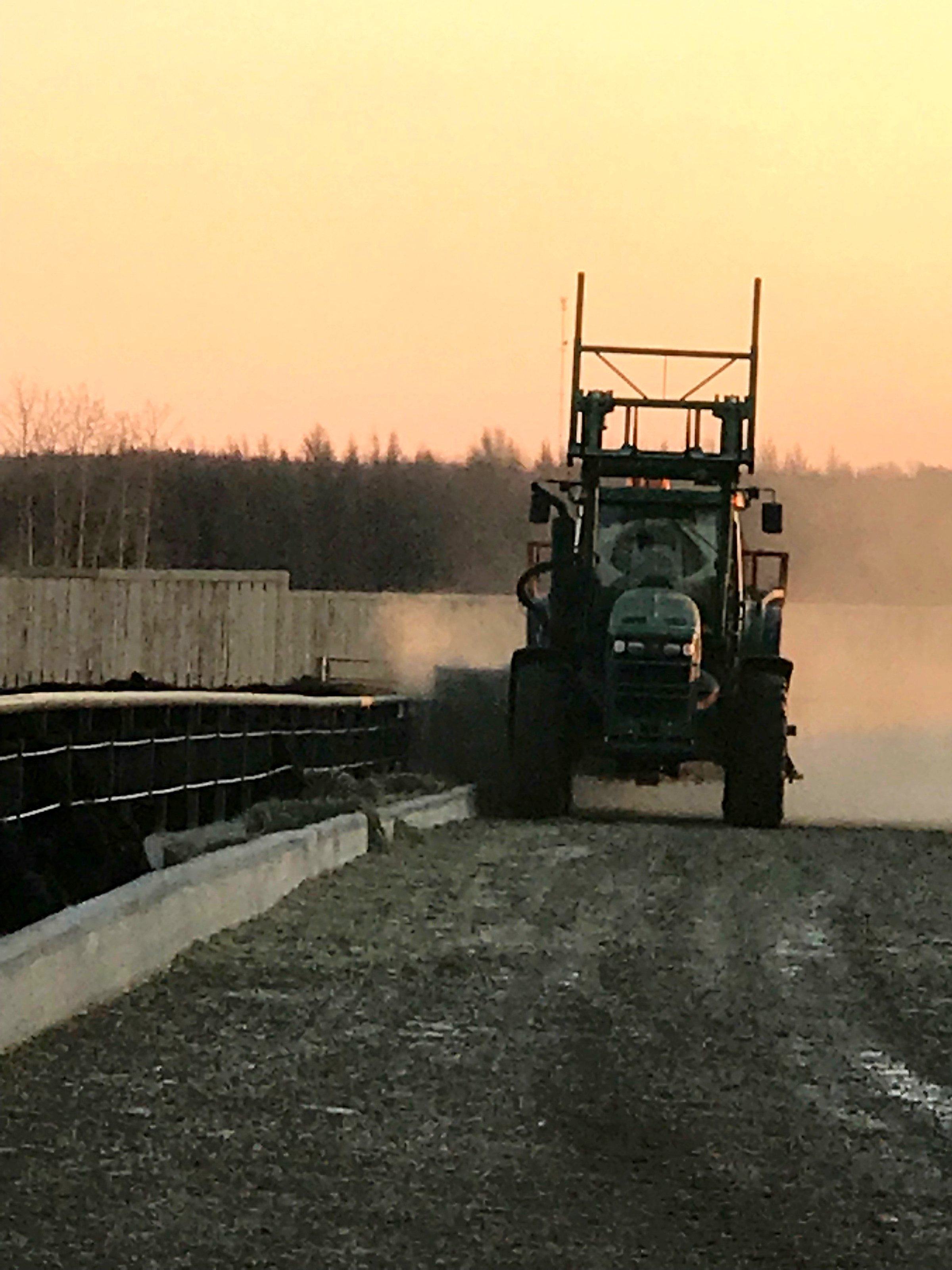 A tractor feeding the herd along the bunk line at dusk